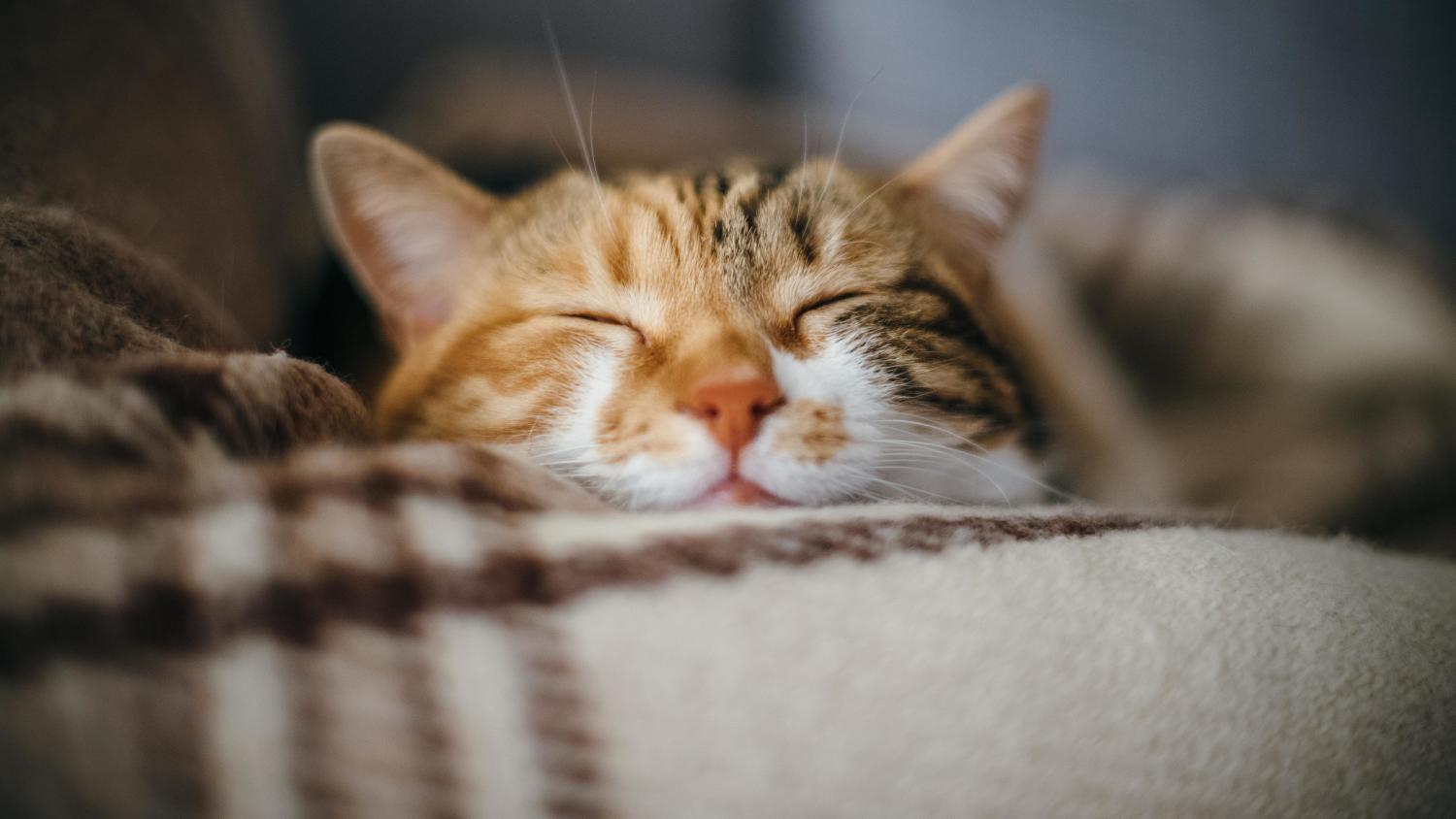 Lemmikinomistajalla on velvollisuus pitää hyvää huolta karvakaveristaan.