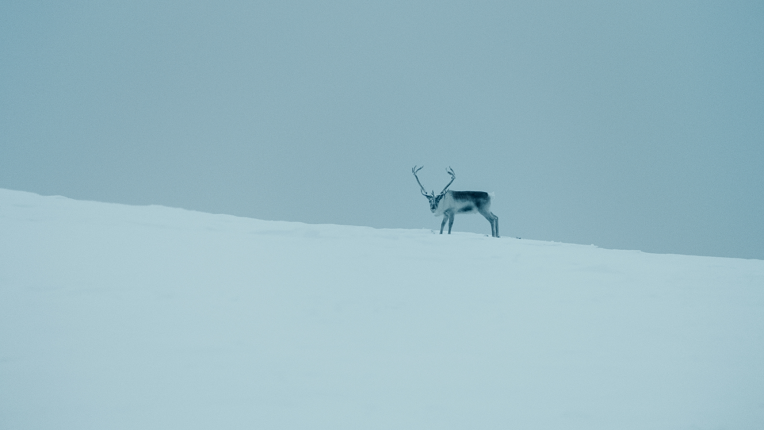 Ivalon kakkoskausi tulee katsottavaksi ensi vuoden lopulla.