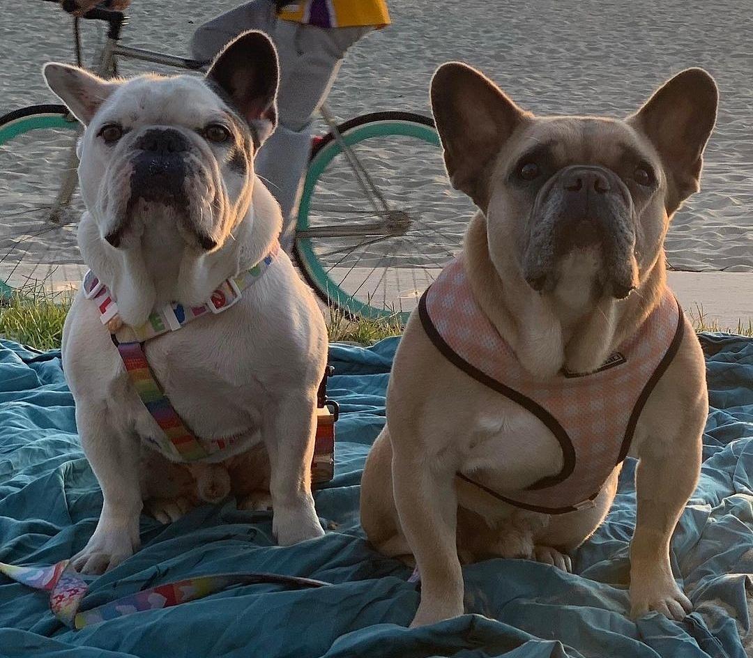 Lady Gaga tarjosi varastetuista koiristaan puolen miljoonan löytöpalkkion.