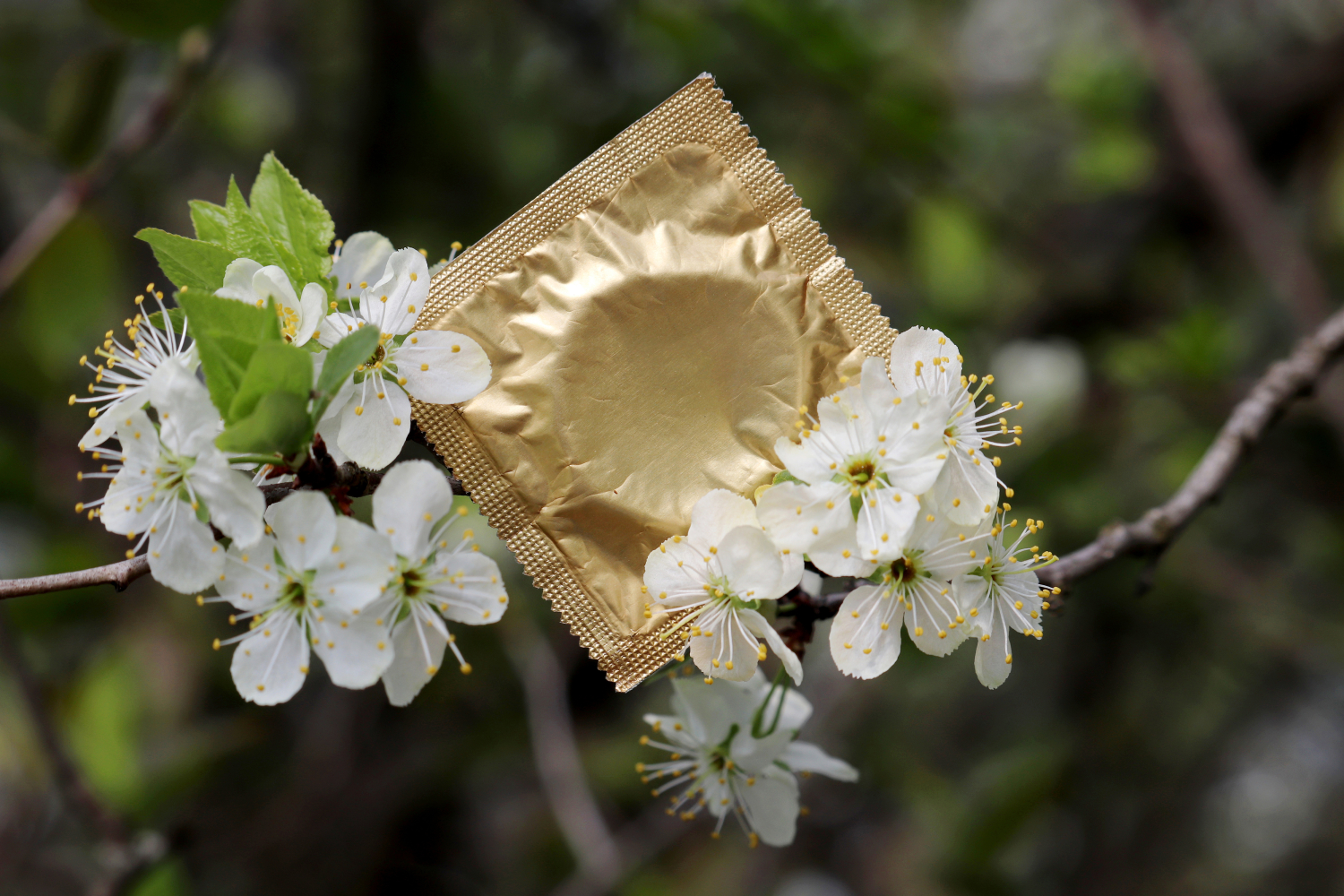 Luonnollisesta lateksista valmistetut kondomit maatuvat, kun niitä ei säilytetä pakkauksissa.