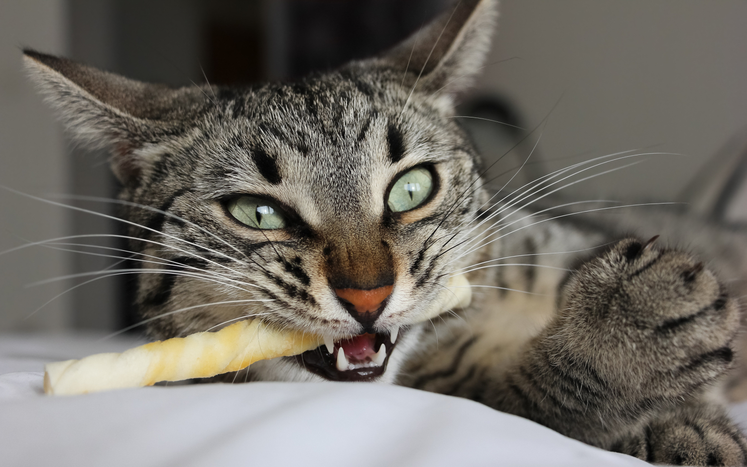 Lemmikille tulee antaa vain niille tarkoitettuja puruluita, eikä mitä tahansa luuta sisältäviä tuotteita.