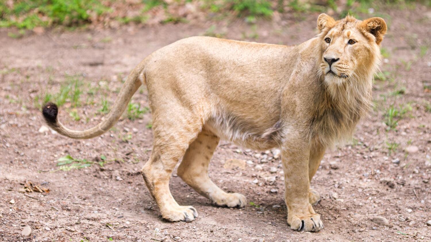 Uusi tulokas tutustuu muihin leijoniin hiljalleen.