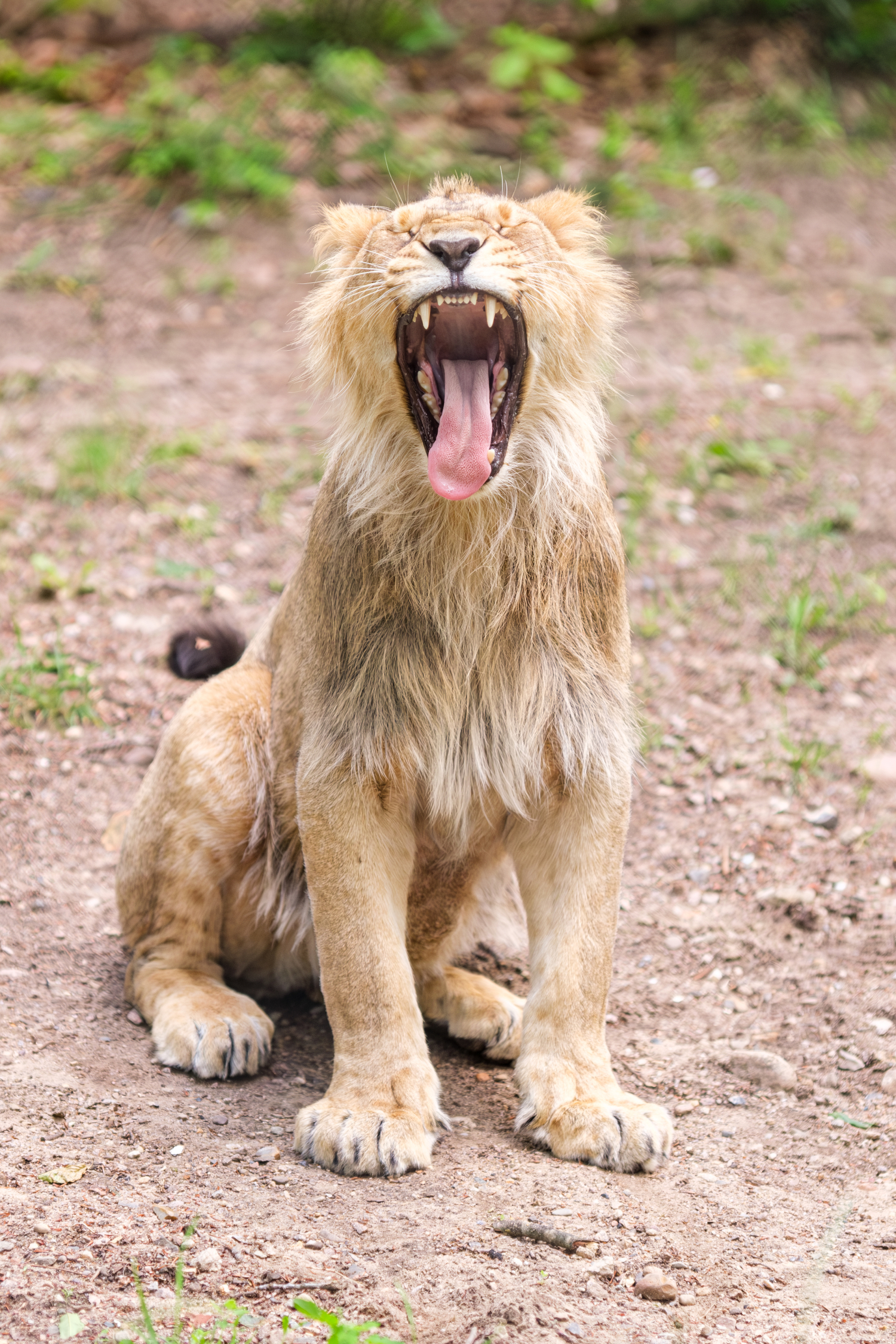 Uusi tulokas on kahden vuoden ikäinen.