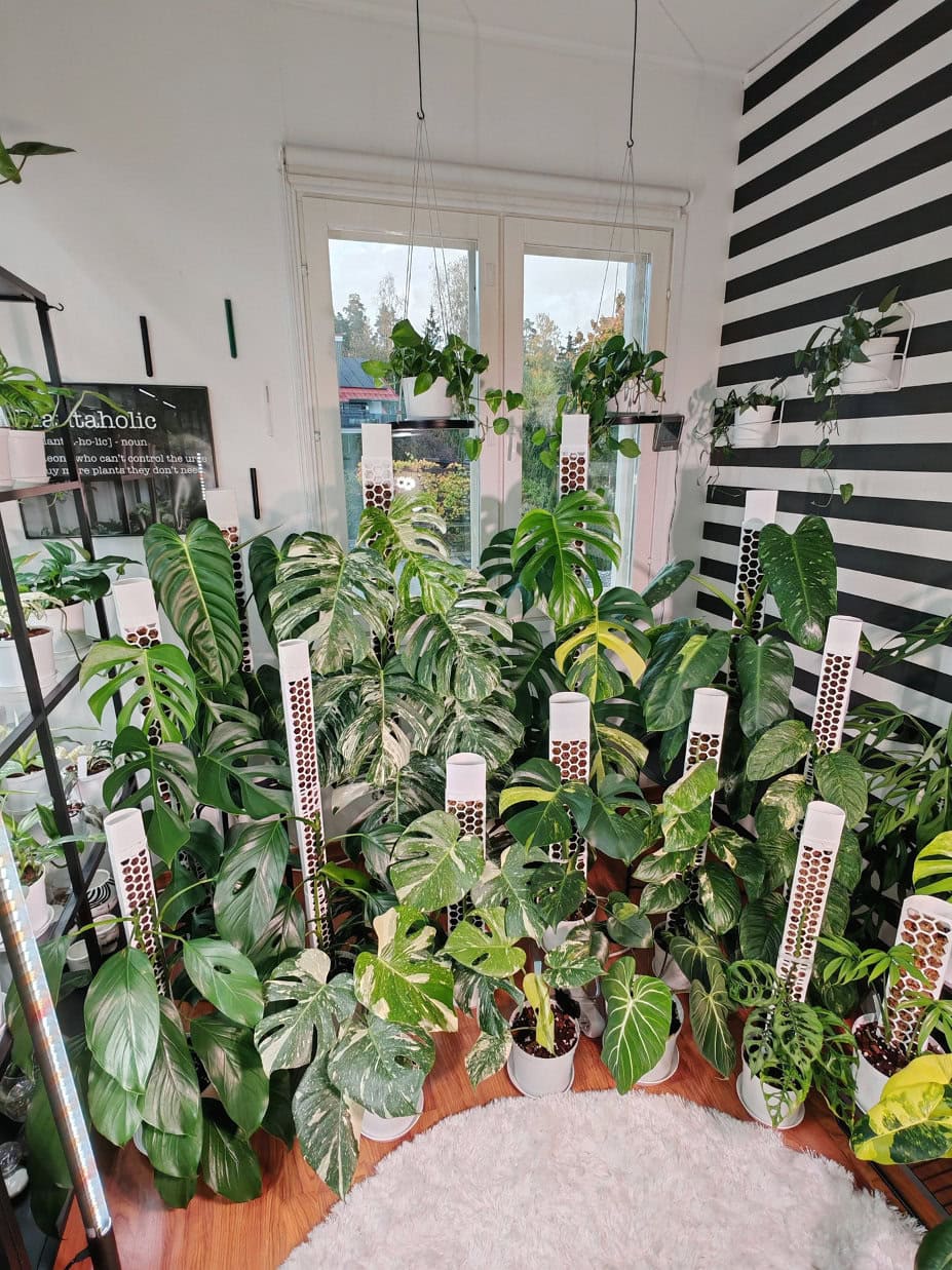 Nina Kuuselan Mostera-kokoelma kasvaa komeina sammaltolppia pitkin.