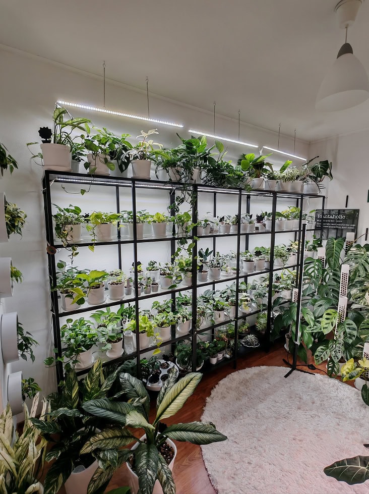 Ikean hyllyt kannattelevat muun muassa 57:ää erilaista kultaköynöstä.