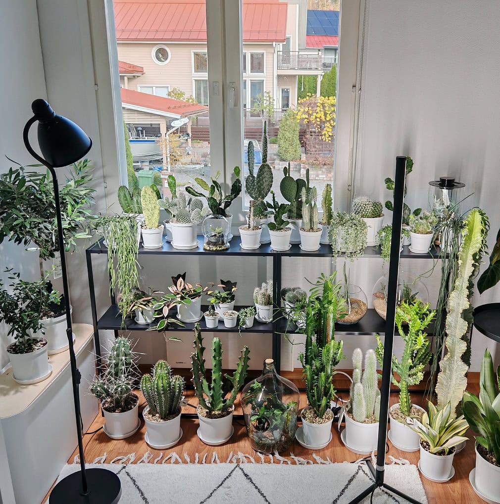 Vierashuoneessa kasvaa muun muassa joukko kaktuksia.