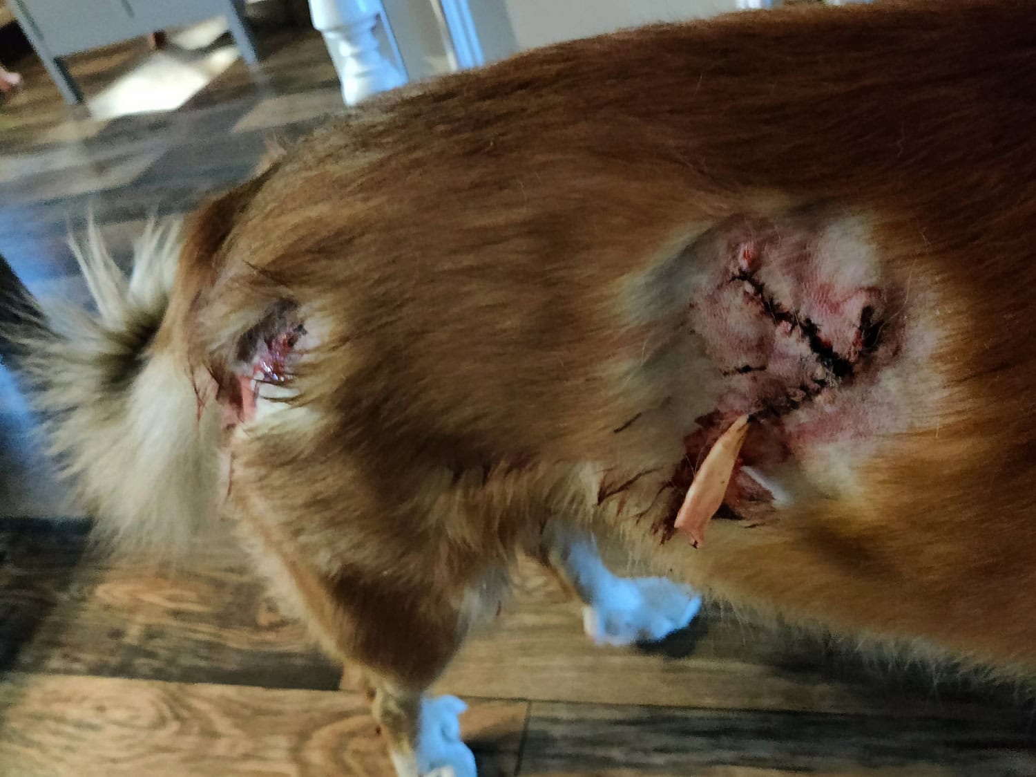 Mori sai hyökkäyksestä haavoja, mutta vammat eivät olleet onneksi kovin vakavia.