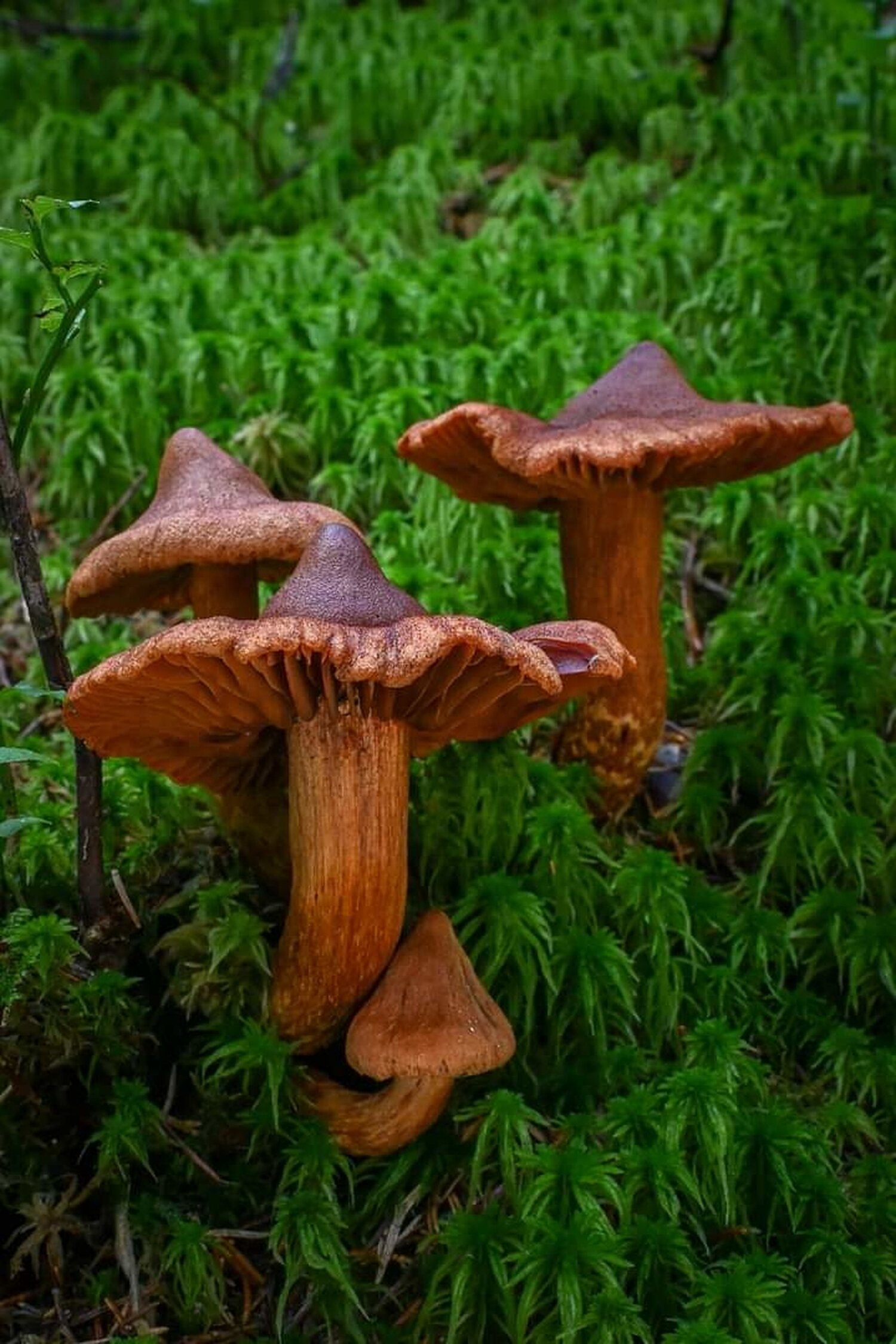 Suippumyrkkyseitikki.