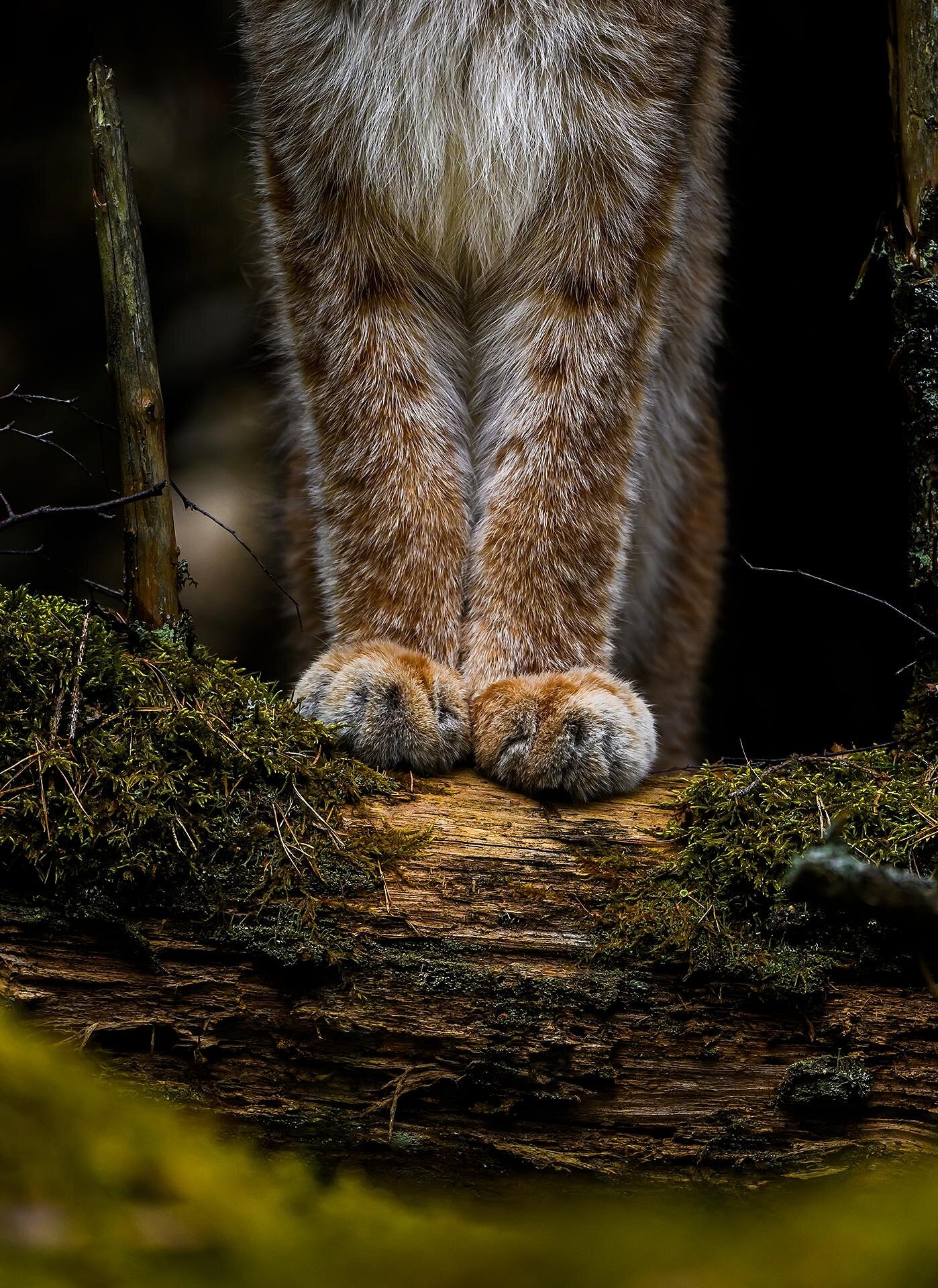 Tältä Saarisen kuva näyttää.