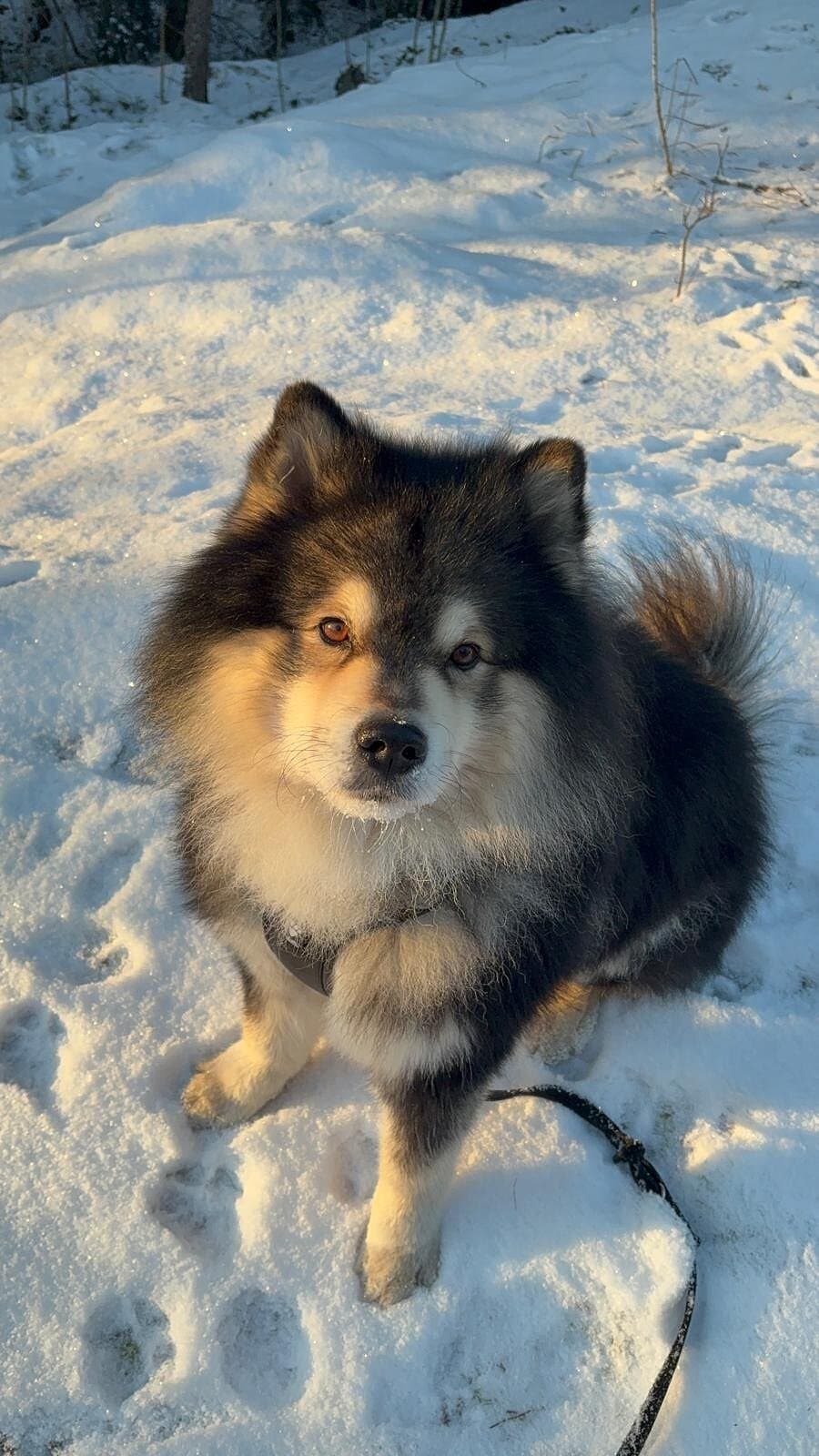 Sankarikoira Jörö.