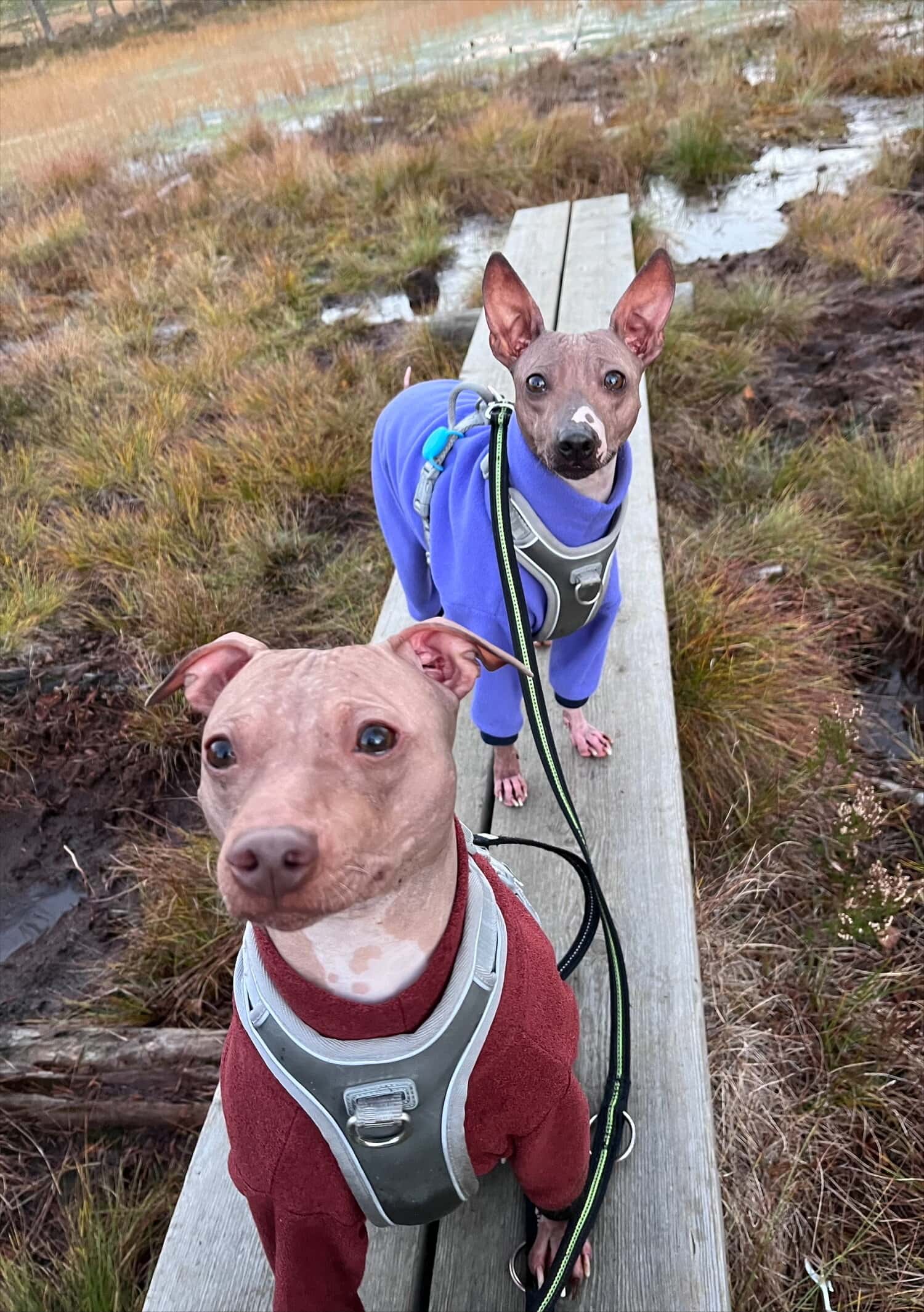 Sankarikoirat Pokeri ja Uno.