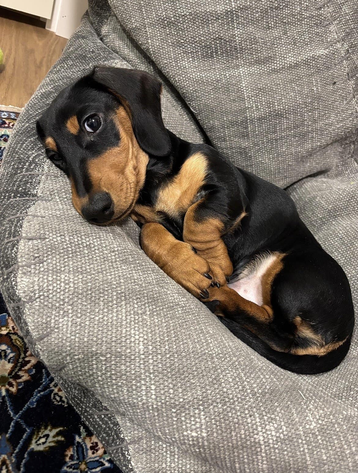 Sankarikoira Winston.