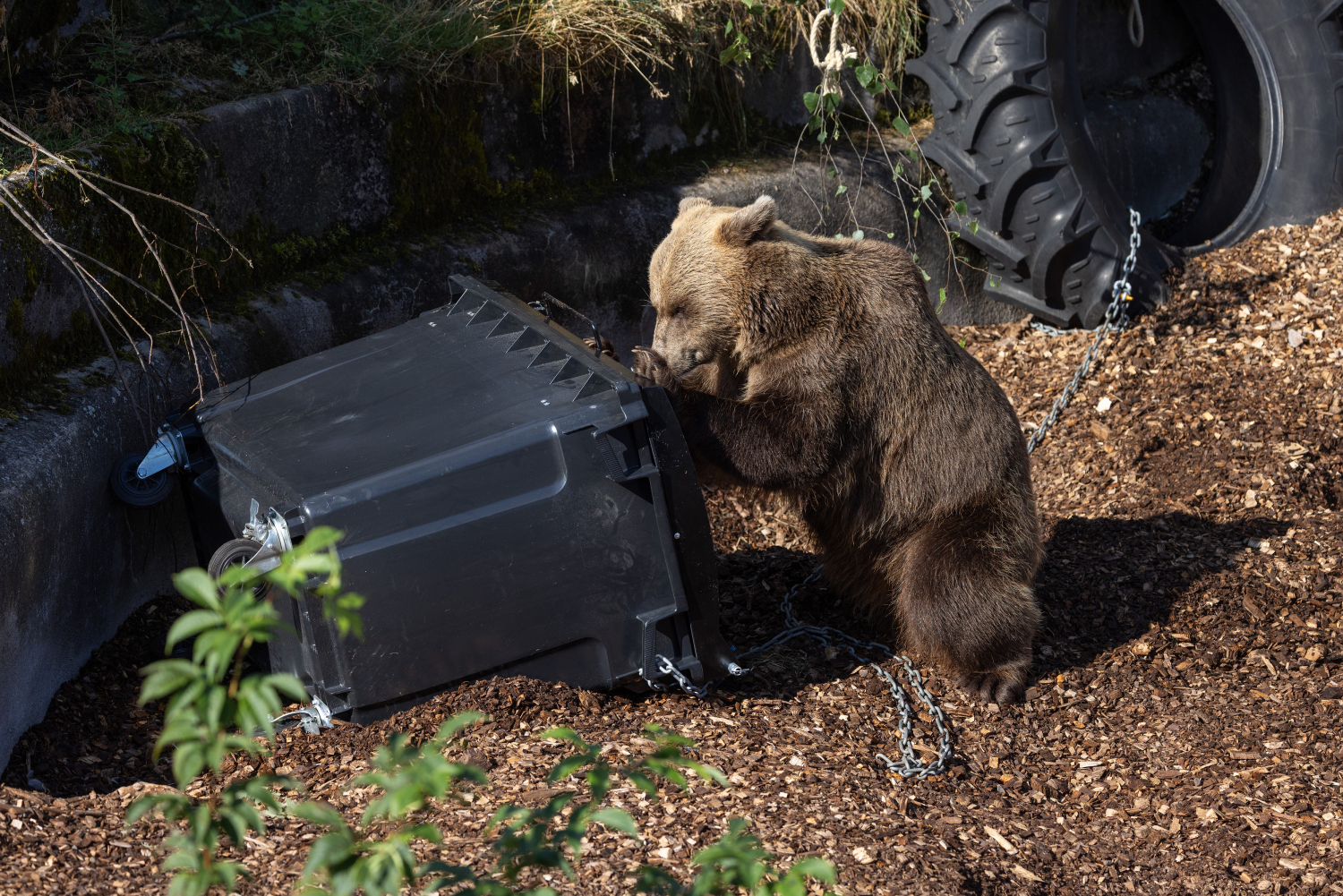 Korkeasaaren karhut toimivat mainioina testaajina.