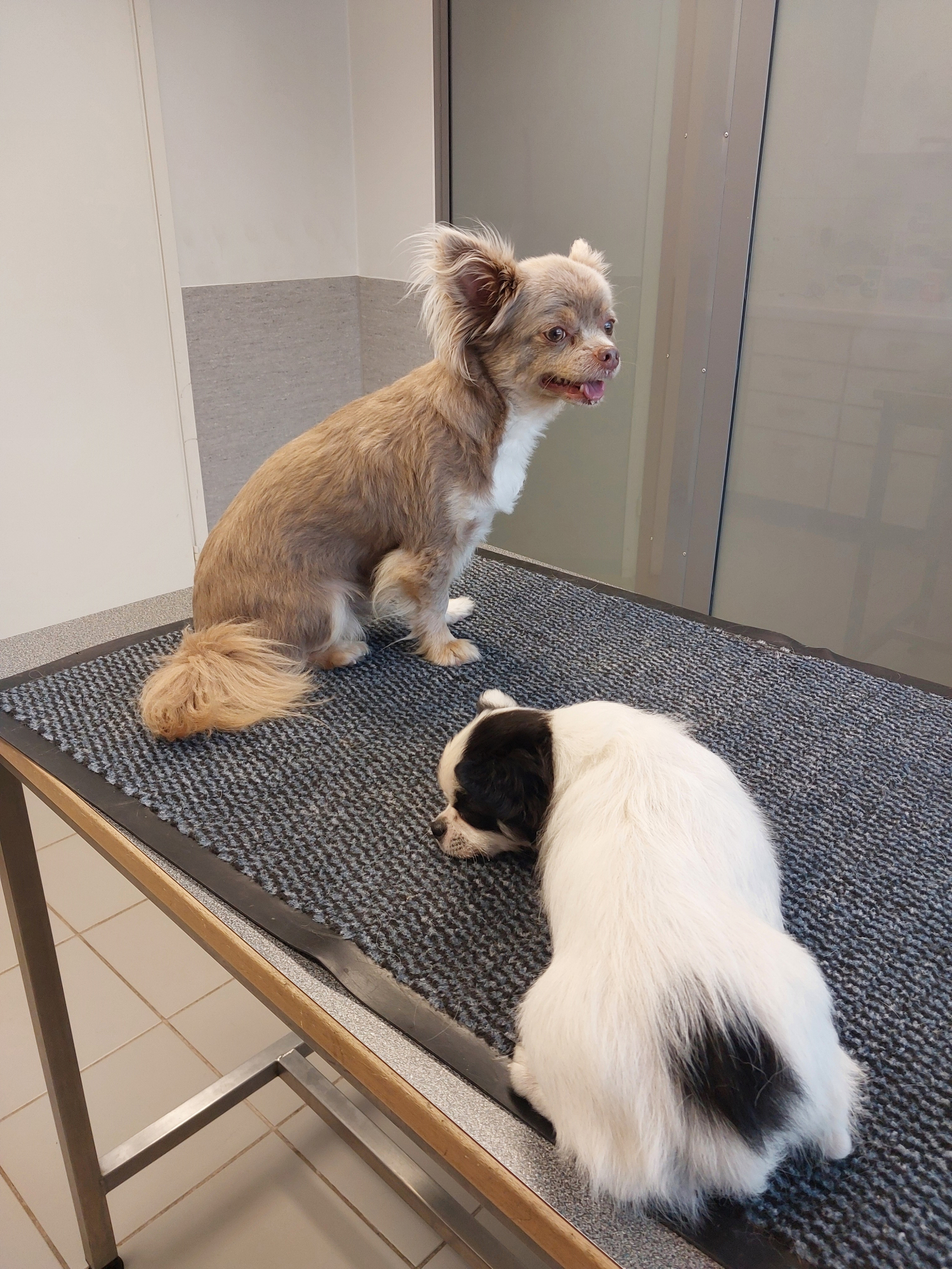 Poliisin julkaisema kuva koirista.