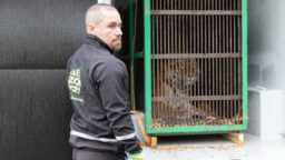 Korkeasaareen saapui nuori amurintiikeriuros – katso kuva uudesta tulokkaasta