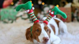 Joulun kuumin koira etsinnässä – R-kioski käynnisti koiranomistajille kisan