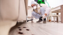 Tilasitko kotiisi tietämättäsi tuholaisia? Pakettien mukana voi tulla yllättäviä salamatkustajia