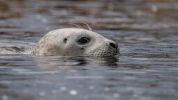 HS: Helsingissä uiskenteli hylje
