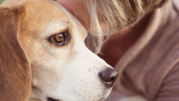 IL: ”Suru kuuluu elämään, eikä sitä pitäisi medikalisoida” – työterveyslääkärin mukaan lemmikin kuolema ei ole syy sairauslomalle