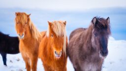 ”Sääliksi käy pientä hevosta” – Some raivostui eläinten kohtelusta uudessa kotimaisessa tv-sarjassa