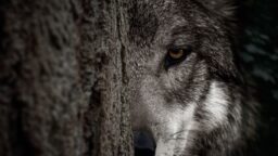 Yle: Hallitus sallii suden metsästyksen