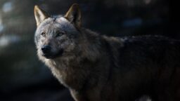 HS: Tutkijat ihmeissään – susi oppi käyttämään työkaluja