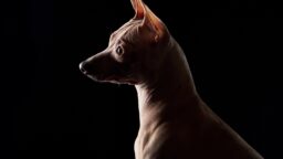 Nakukoirat pelastivat riihimäkeläismiehen varmalta paleltumiskuolemalta