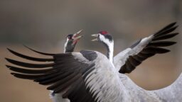 Kansanedustajat pohtivat kurkien metsästyksen sallimista – viljelijät huolissaan satotappioista