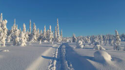 Suomessa on yksi paikkakunta, jossa lumisesta joulusta voi nauttia joka vuosi
