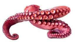 Supisuomalainen ”harmaa” rantautui Australiaan – Misele myy ”Suomea tölkissä”