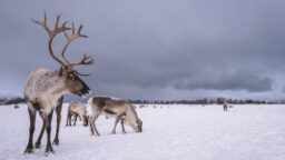 ”Onko niitä olemassa?” – Turistit luulivat poroja satuolennoiksi