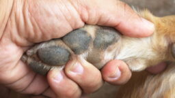 ”Presidentille” lahjaksi nugetteja ja minimaalisten prinsessa – itsenäisyyspäivän karvaisin ja hellyttävin kättelyjono on tässä