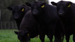 Sonnit tappoivat maatalousyrittäjän