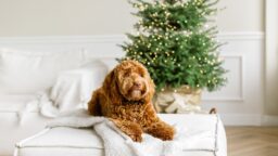 Valtaosa koiranomistajista ei ole varautunut joulun vaaroihin