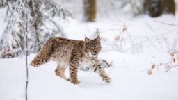 Ihmisille vaaraa aiheuttanut ilves lopetettiin: ”Yksilön käytös on ollut poikkeavaa”