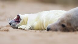 Alaikäinen hylje läpsytteli baariin ja vastusti kiinniottoa – yhteisymmärrys syntyi lohen avulla