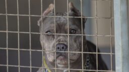 Naispari riitaantui – nuoremman koira tappoi toisen osapuolen Ruotsissa