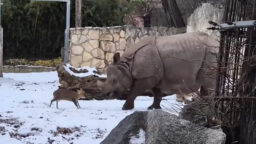 Testosteronintäyteinen lilliputti huvitti yli puolitoistatonnista taisteluyksisarvista – eeppinen ottelu taltioitui videolle