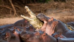 MTV: Huumeparoni Pablo Escobarin virtahevot valtaavat Kolumbiaa pala palalta