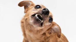 I-P: Tutkimustulos vastaa perimmäiseen kysymykseen – vitutukseen voi kuolla