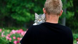 Kissa kuoli, omistaja jäi sairauslomalle – seurasi irtisanominen, oikeudenkäynti ja kuolema