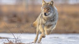 Sudenmetsästyksen saaliiden seassa myös vieraslajeja