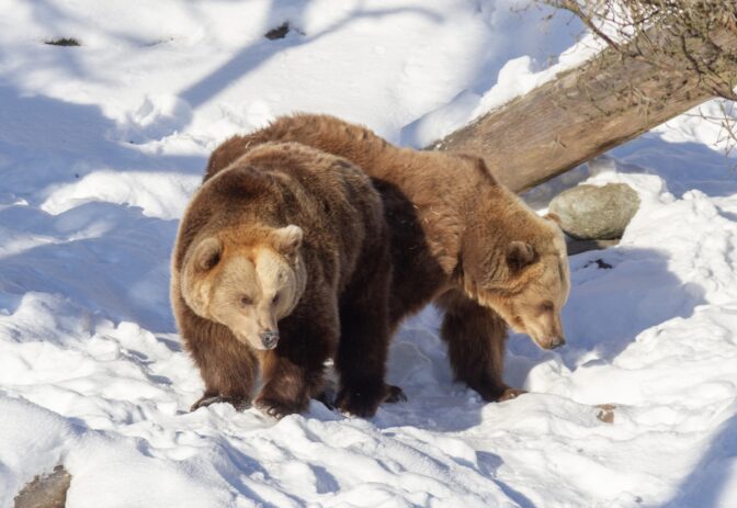 Korkeasaaren karhut heräsivät jo – säiden lauhtumisella suora seuraus