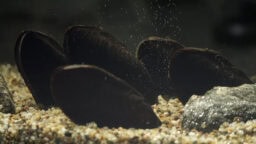 Poliisi sai raakkutuhotutkinnan valmiiksi – vahinkosumma tähtitieteellinen