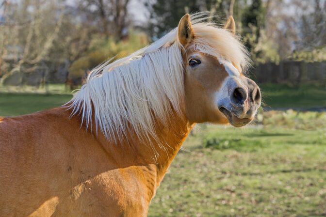 Tutkijat ratkaisivat hevosen hirnumisen arvoituksen – koostuu kahdesta eri äänestä