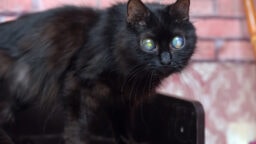 ”Voi kissa parka” – helsinkiläisbaariin kannettiin lauantaiyönä sokea kissa