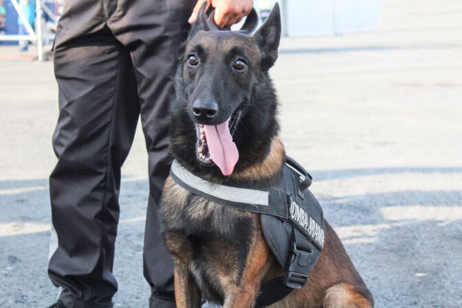 Poliisi hakkasi kouluttamaansa koiraa riistakameran edessä – eläintenpitokielto