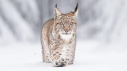 Ihmisten pihoissa pyörinyt ilves määrättiin lopetettavaksi