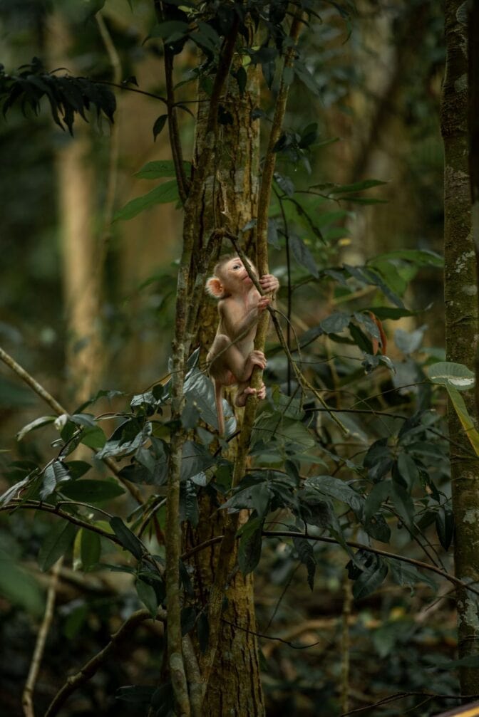 Orpo apinanpoikanen särki ja sulatti sydämet ympäri maailman