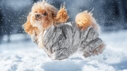 Milloin koiralle on syytä pukea takki ja tossut? Asiantuntija kertoo, mitä talvipukeutumisesta on hyvä tietää